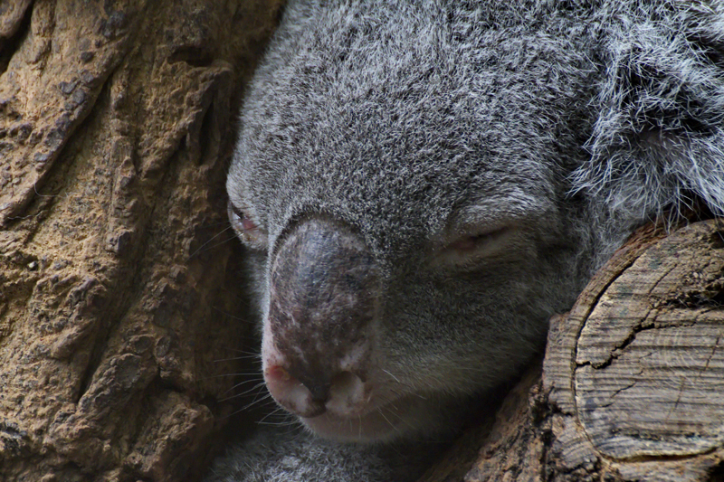 Siesta.
