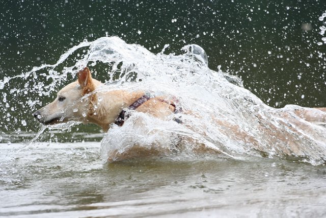 Die Welle und der Hund