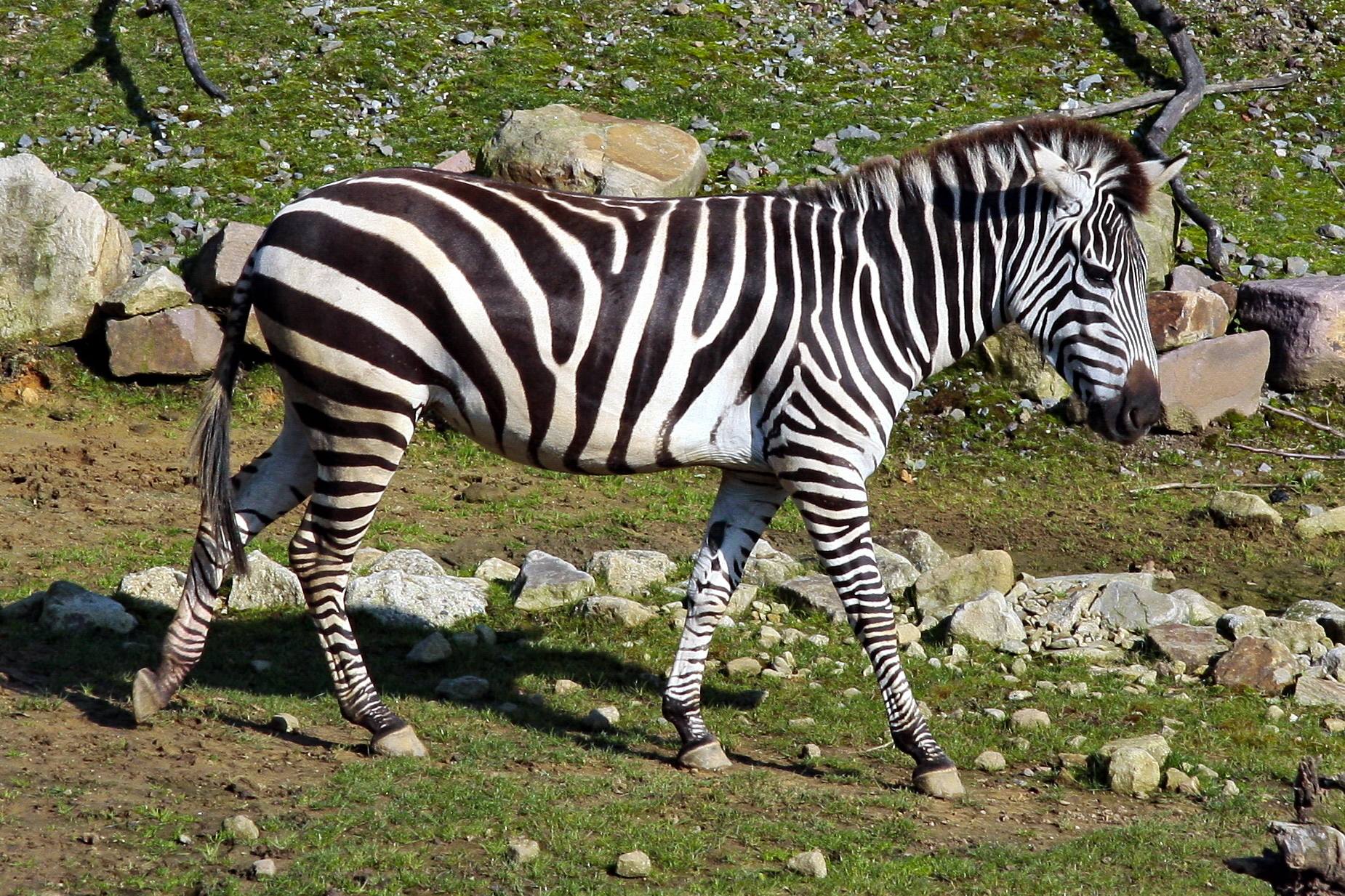 Zebra sucht die Herde
