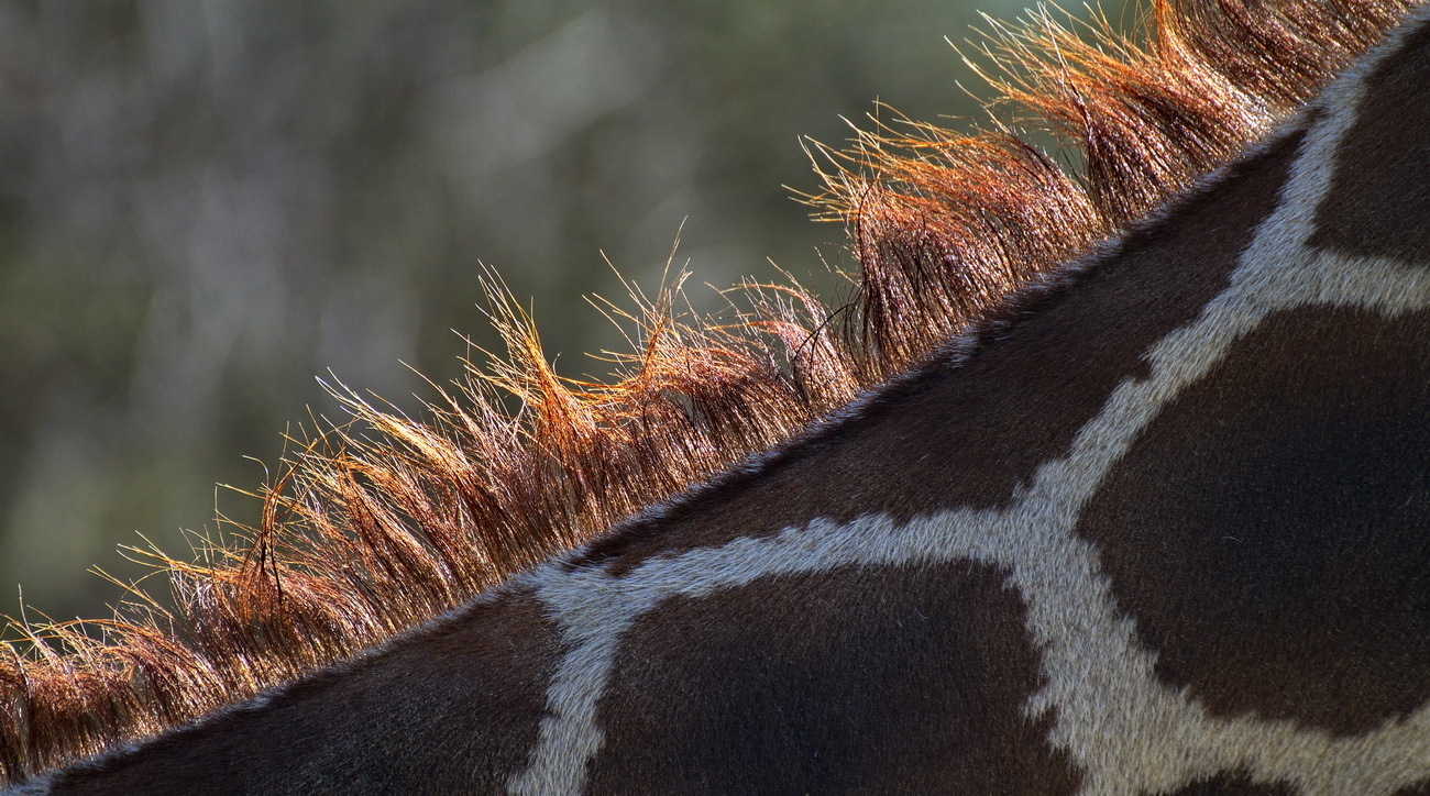 Haare zu Berge stehen.