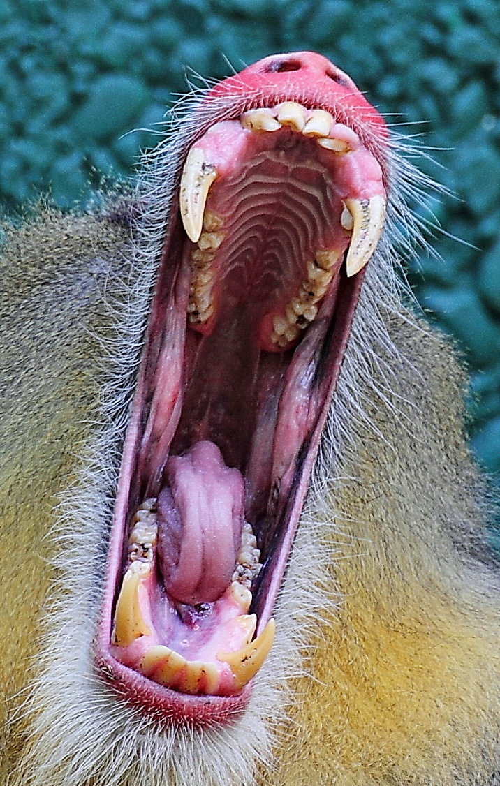 Großmaul.
