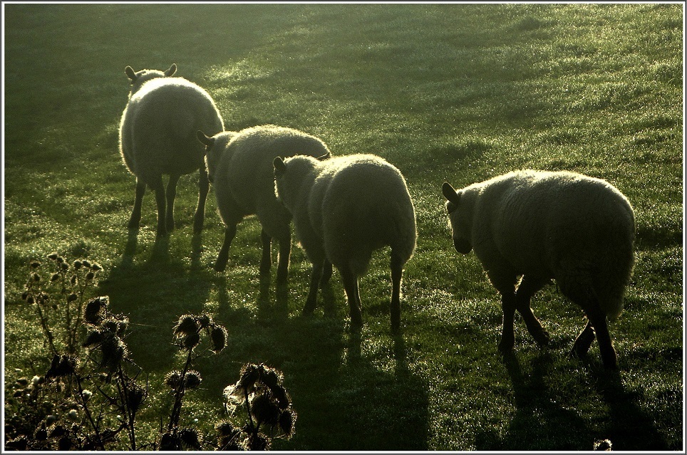 Schafe am Morgen