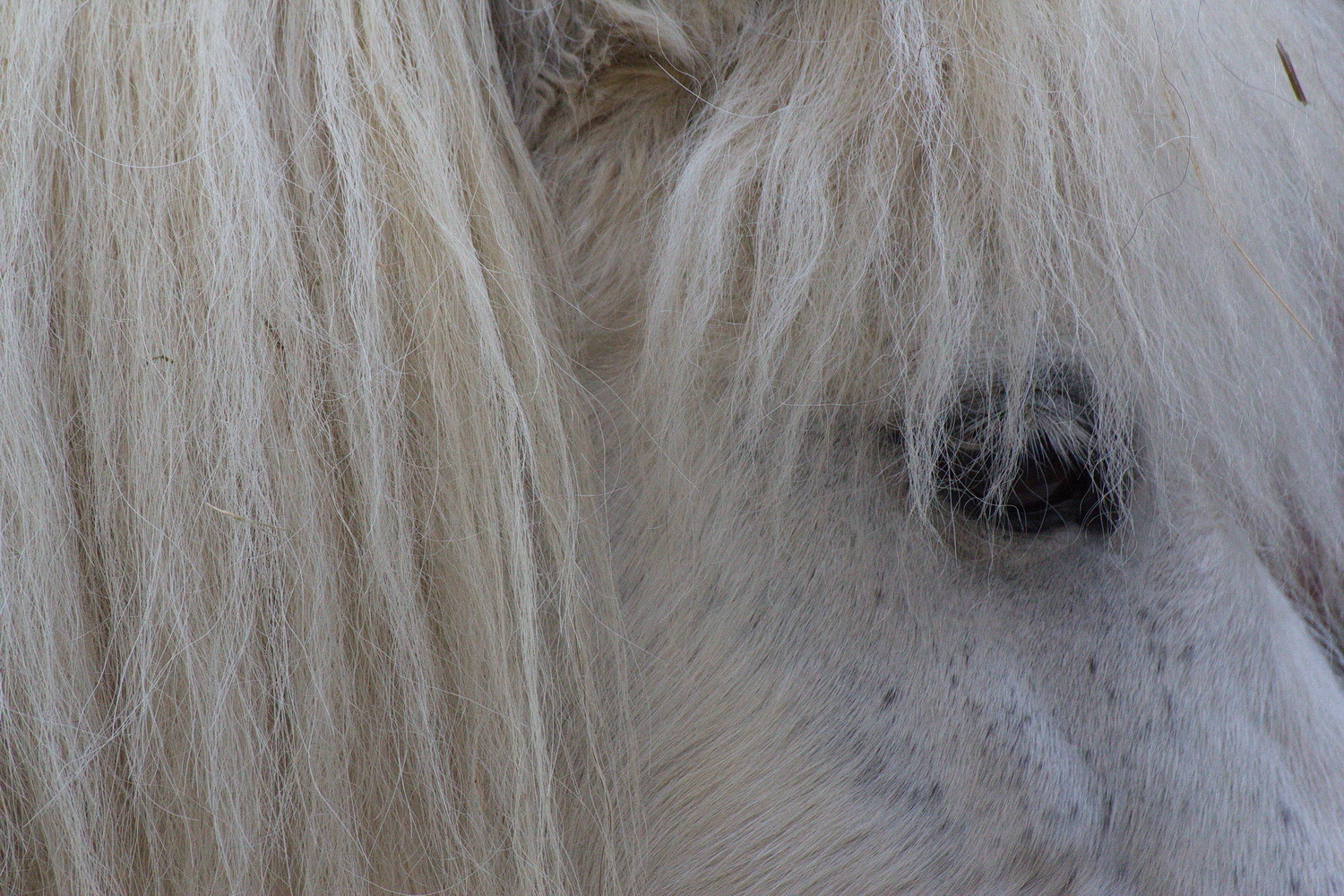 Fast blond.