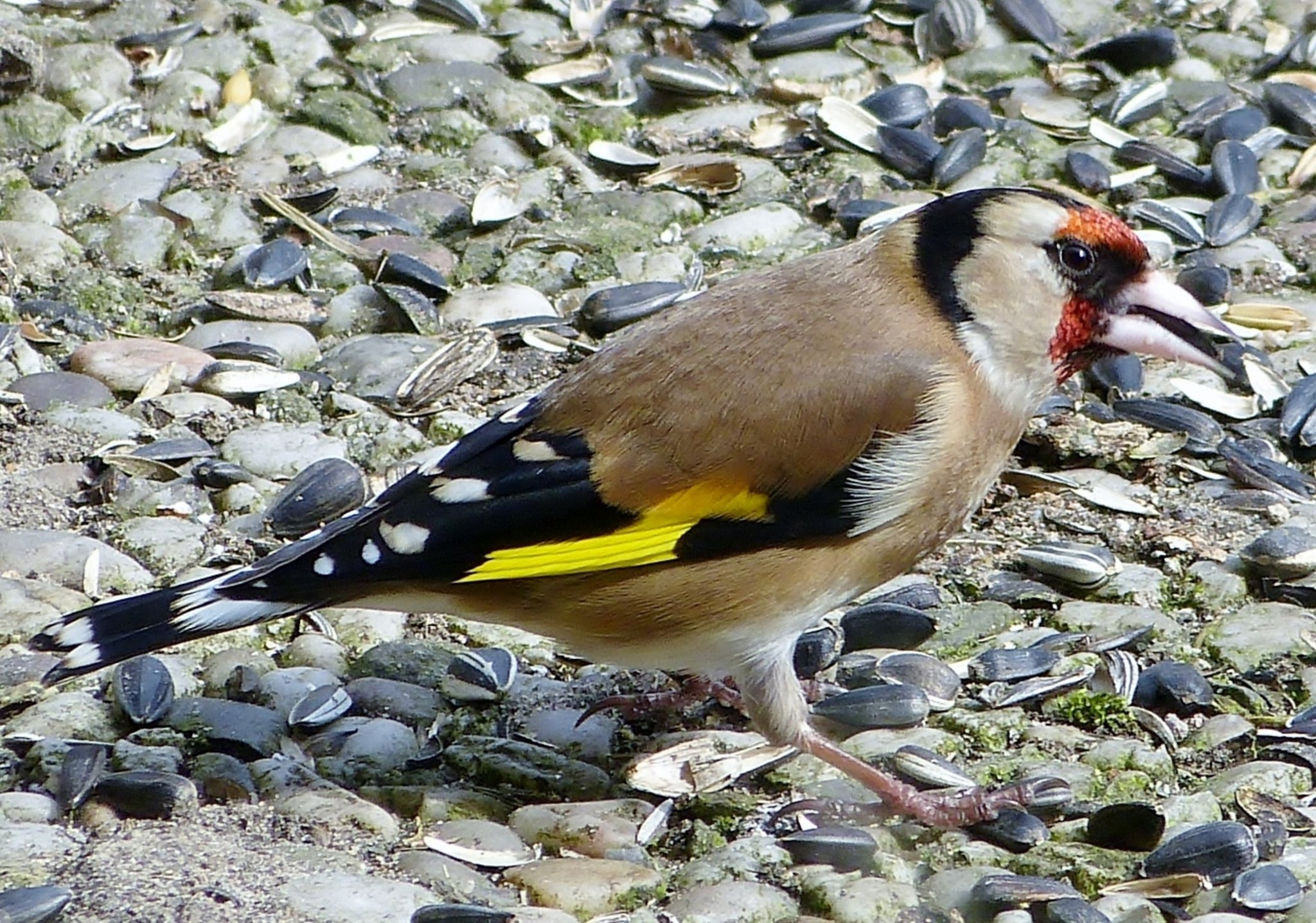 Finken in meinem Garten Selm