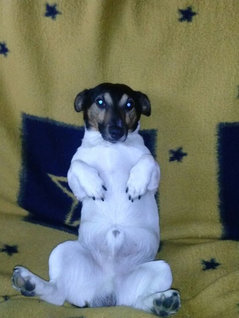 Sammy3 Jahre