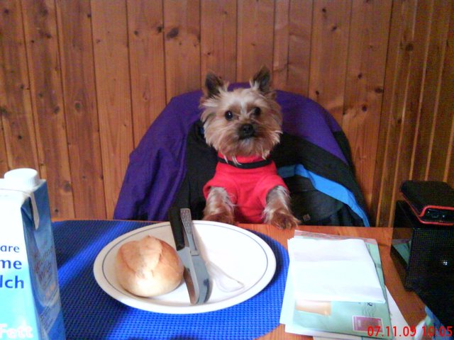 Der tut nix er will nur seine Leberwurst
