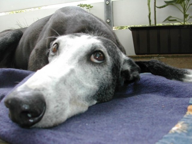 Negro.... Ein spanischer Galgo...