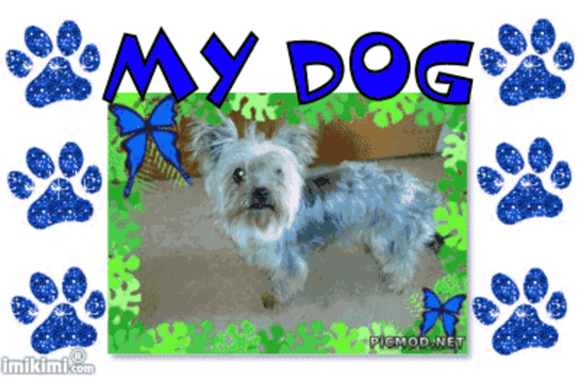 Mein Hund Cindy