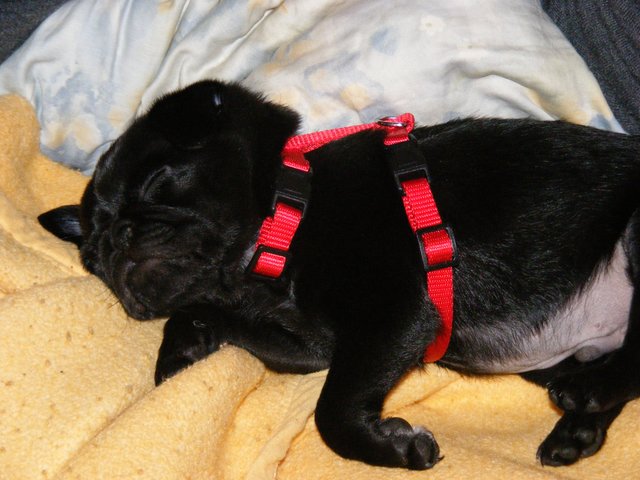In der Welpenklasse war´s soooo anstrengend !