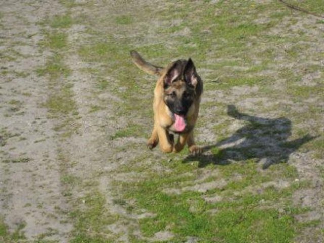 Zoey rennt...tut aber nix ;-)