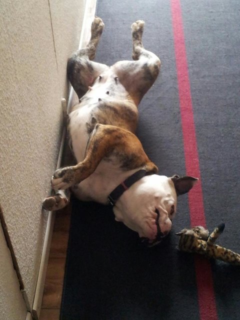Die tut nix, die will nur spielen....