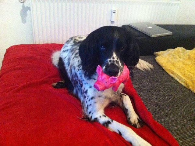 Mein Hund Barry