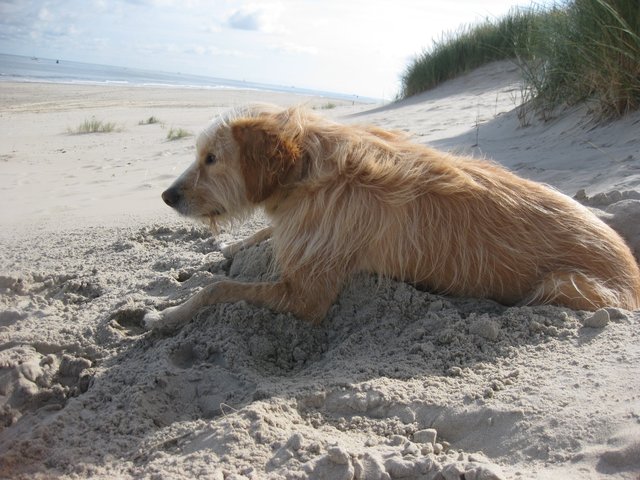 kühlen Sand unterm Bauch und alles im Blick...