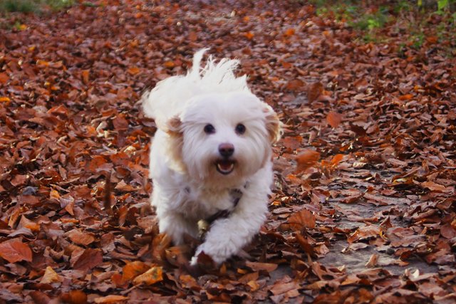 Auslauf im Wald
