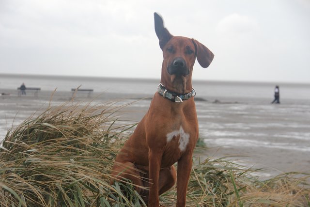 Das ist "Pina", 3 Jahre alt, Rhodesian Ridgeback-Hündin