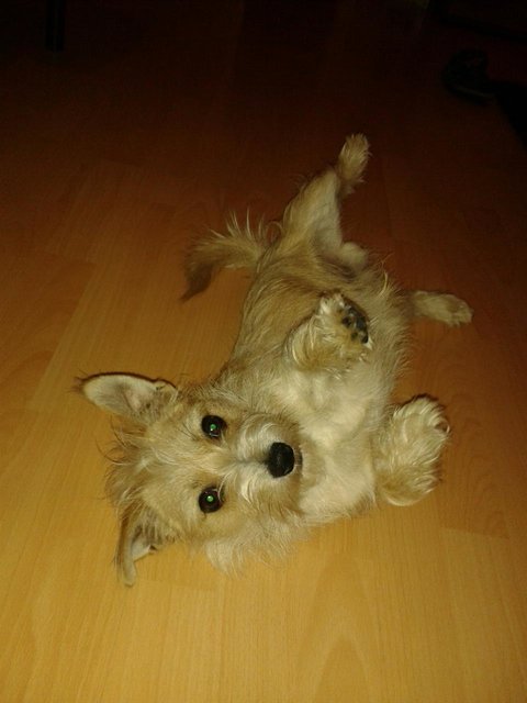 Der tut nix ;) außer liegen...Jake. Frisches Jahr alt und unendlich viel Quatsch im Kopf