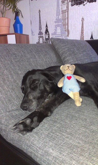 Teddy ich will jetzt nicht spielen !!! Ich tu nix.