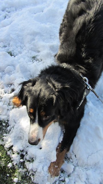 Das ist mein Schnee...! (DaVinci, Berner Sennenhund)