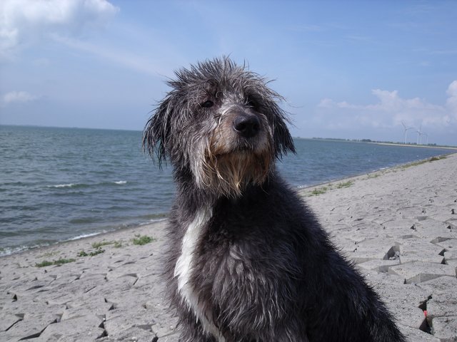 meine Hünin Cora nach dem baden
