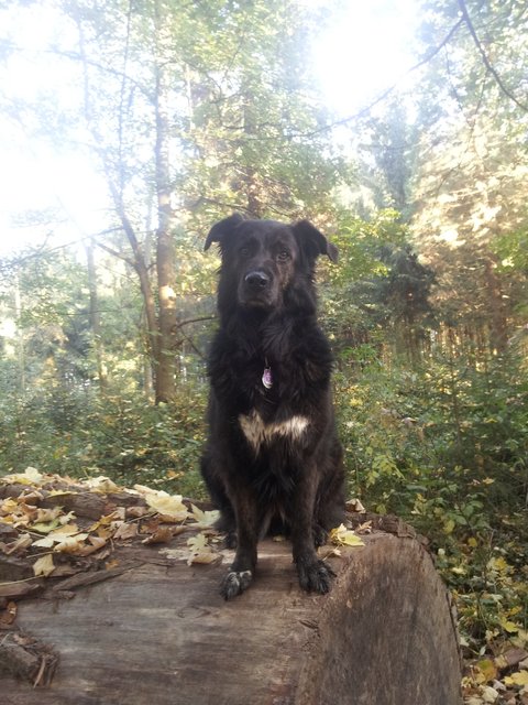 Beim Sapziergang im Wald.