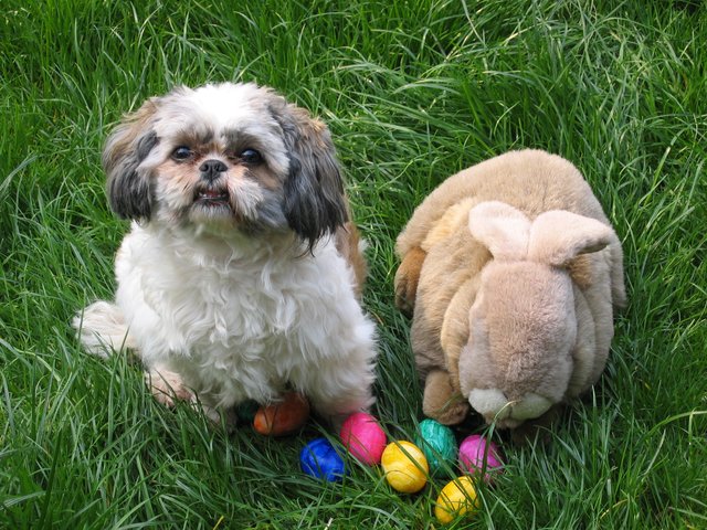 Ich heiße Lisamaria höre auch auf "Lisbeth"...Ich wünsche euch ein frohes Osterfest, die Ostereier schenke ich euch ...der Osterhase bleibt aber hier!