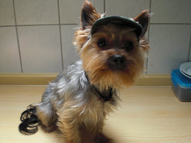 Hallo!!! Mein Name ist Nicki,Herr Rütter ich werde den Kampf mit Ihnen aufnehmen.