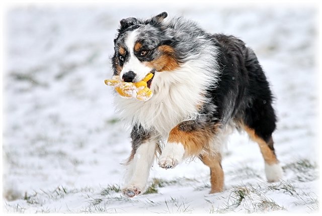 JJ -Spass im Schnee