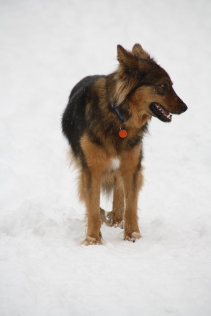 Miro im Schnee