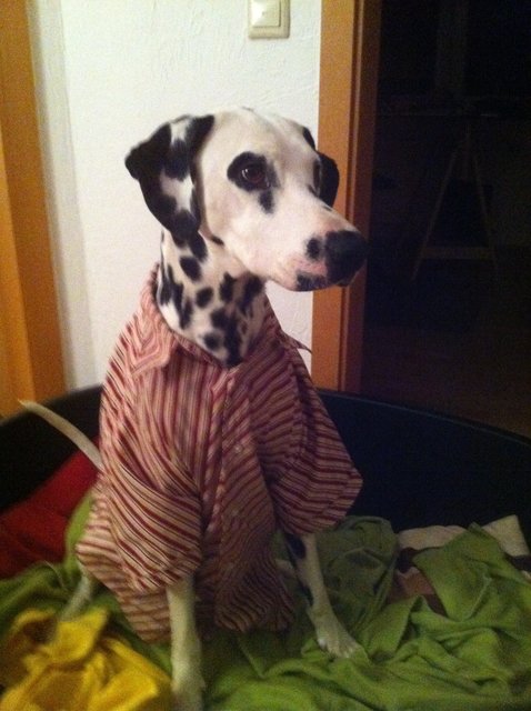 Ich weiß das ist von Herrchen...aber was er nicht weiß...macht ihn nicht heiß