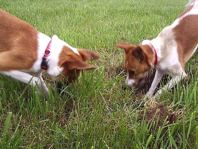 Terror-Terrier- die wollen doch nur buddeln