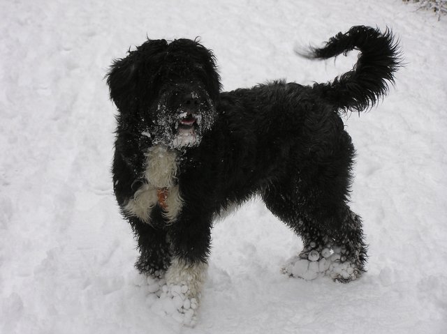 warum glaubt mir keiner, dass ich ein Wasserhund bin?