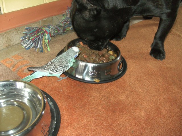 " Tut nix" zur Sache mein Freund, Hundefutter schmeckt guuuuut !