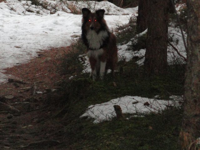 "Ich bins der Wolf im Schafspelz"