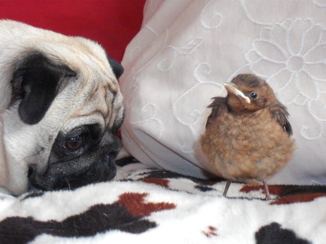 Piep piep ich hab dich lieb. :-) Unseren kleinen Nestflüchter hatte unsere Buh gleich ins Herz geschlossen und Respekt hatte sie vor diesem kleinen Vogel auch.