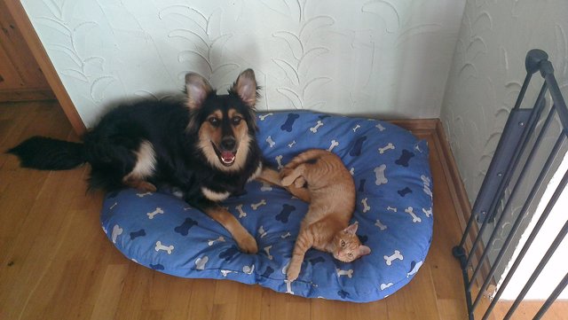 Jack und sein Kumpel Garfield