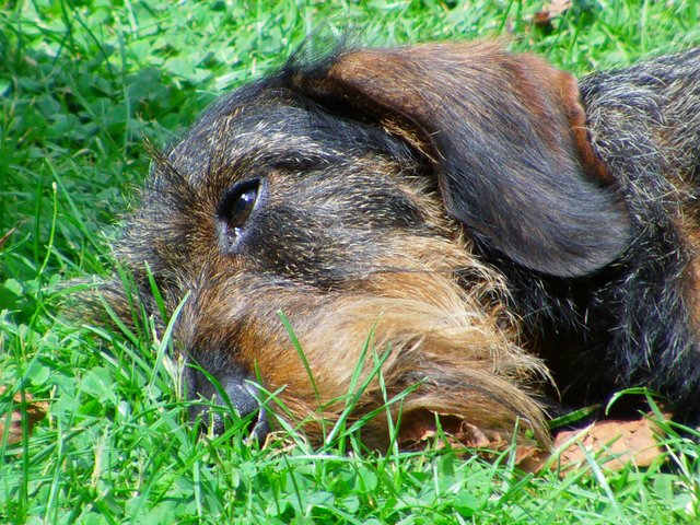Fiete entspannt im Garten