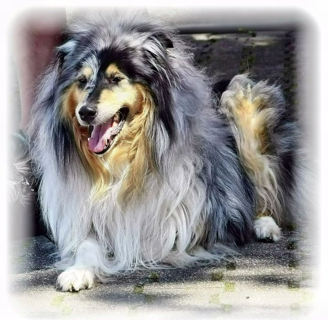 Friedfertig und lieb...der tut nix !!!!