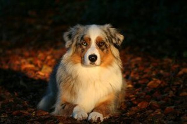 Amy "An Angel Aussies"