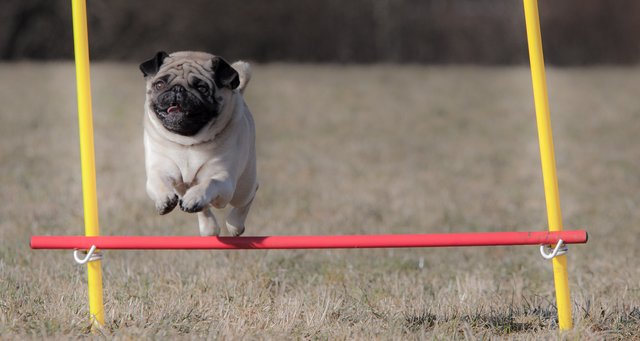 Der tut was! Mops Jackson ist der Sportler unter den Möpsen!