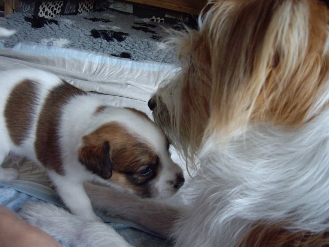 Mama Küsschen