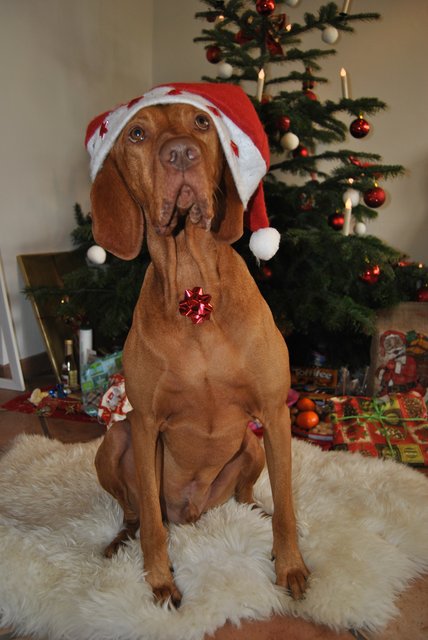 Filou feiert Weihnachten