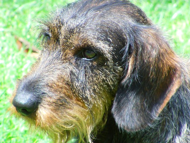 Fiete, 8 Jahre, Rauhaardackel, in unserem Garten