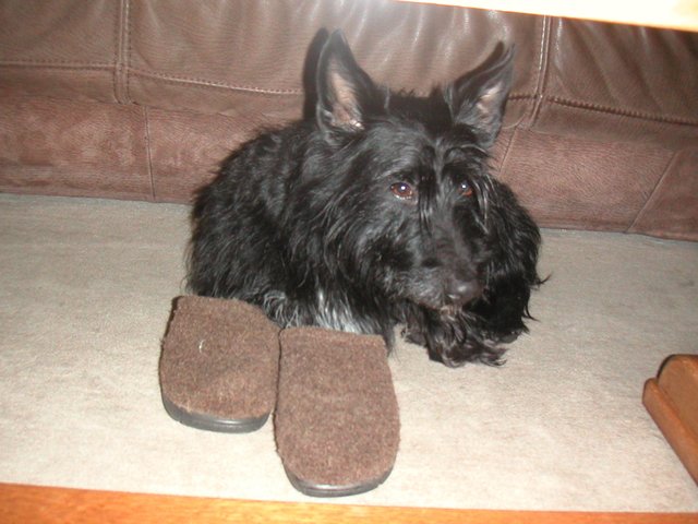mein Hund liebt meine Pantoffeln