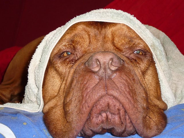 "Bleib´ cool, Frauchen...jetzt ist erstmal Wellness angesagt"...unsere Bordeauxdogge "Fuchur" nach einem Ostseebad
