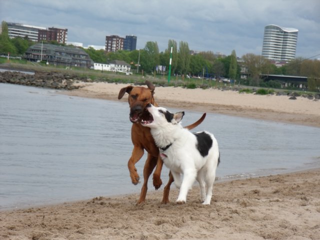 Der tut nix der will nur Spielen
