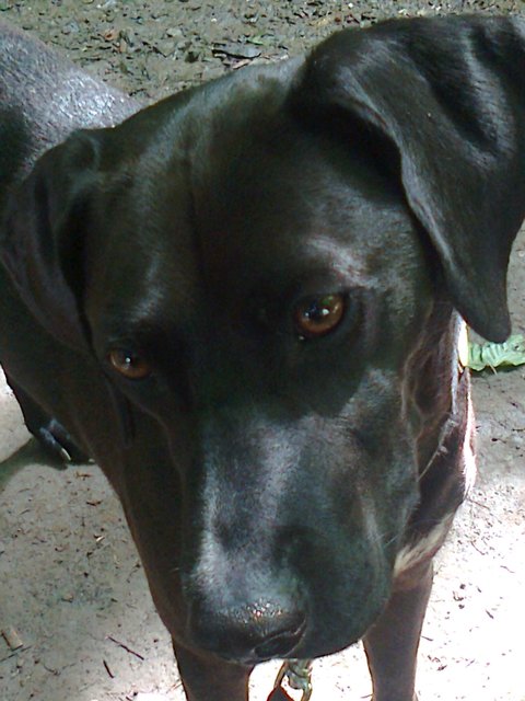 Ich bin ein Großer böser schwarzer Hund Habe aber angst vor allem was kleiner ist als ich :/