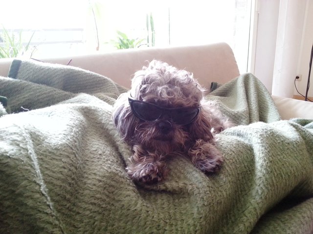 Lucky ein cooler Hund