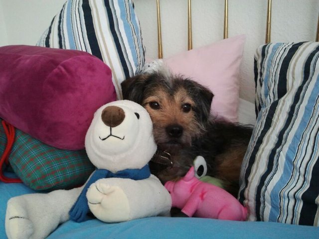 "Ups... jetzt hat mich Frauchen im Bett erwischt. Am Besten ich gucke ganz unschuldig!"