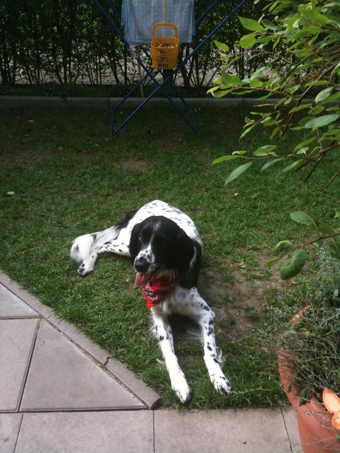 Barry im Garten
