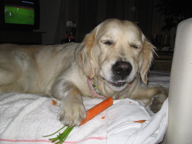 Wenn der Hase nicht um 18 Uhr vorbei hoppelt, bleib ich bei Karotte. Frohe Ostern